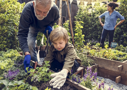 Une famille plante des légumes dans son potager.