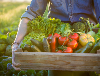 Un maraîcher ramasse ses fruits et légumes dans un champ