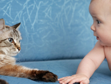 Faire cohabiter un enfant et un animal domestique.