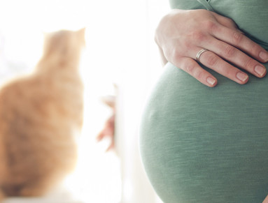 Toxoplasmose pendant la grossesse : quels sont les risques si vous attrapez la toxoplasmose enceinte ? Comment l’éviter ?