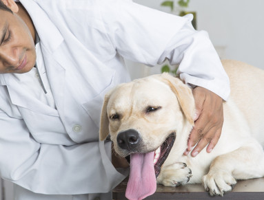 L’ostéopathie pour chiens et chats : un atout santé pour vos animaux