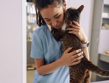 chat veterinaire