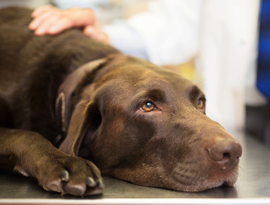 chien douleur