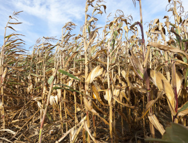 secheresse agricole