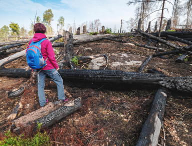 feu de foret