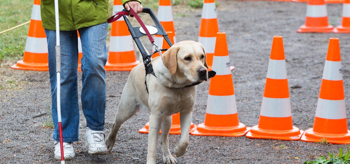 chien guide d'aveugle