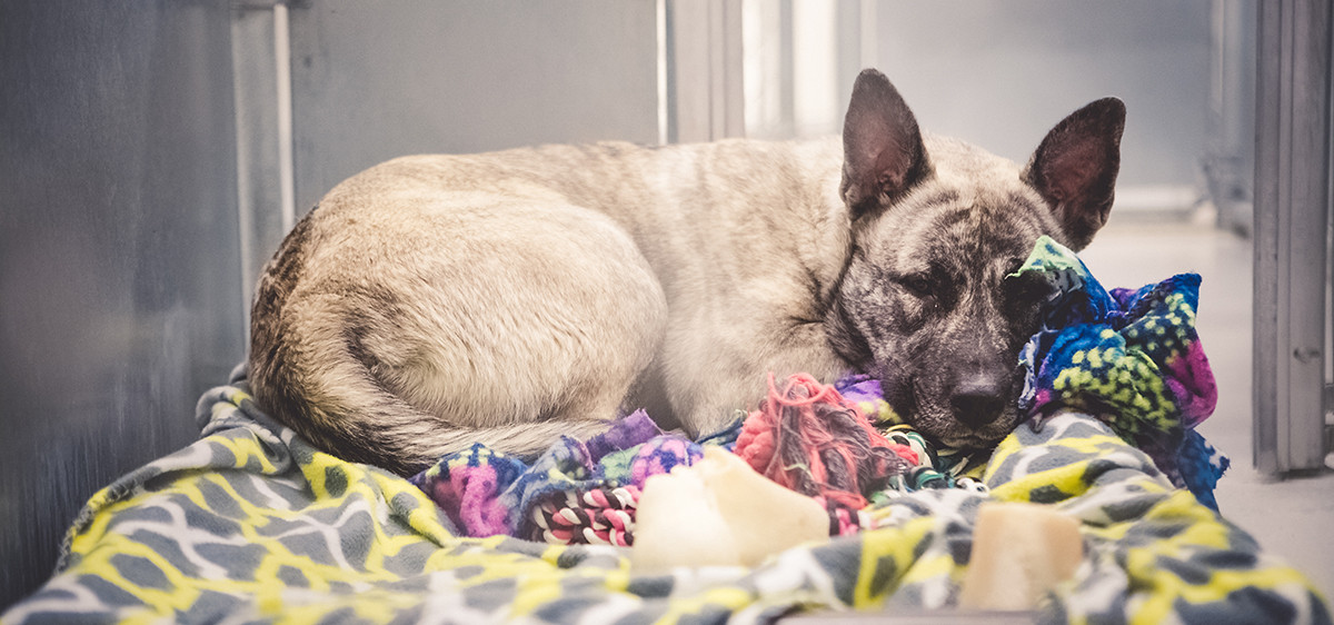 chien pension chien pension