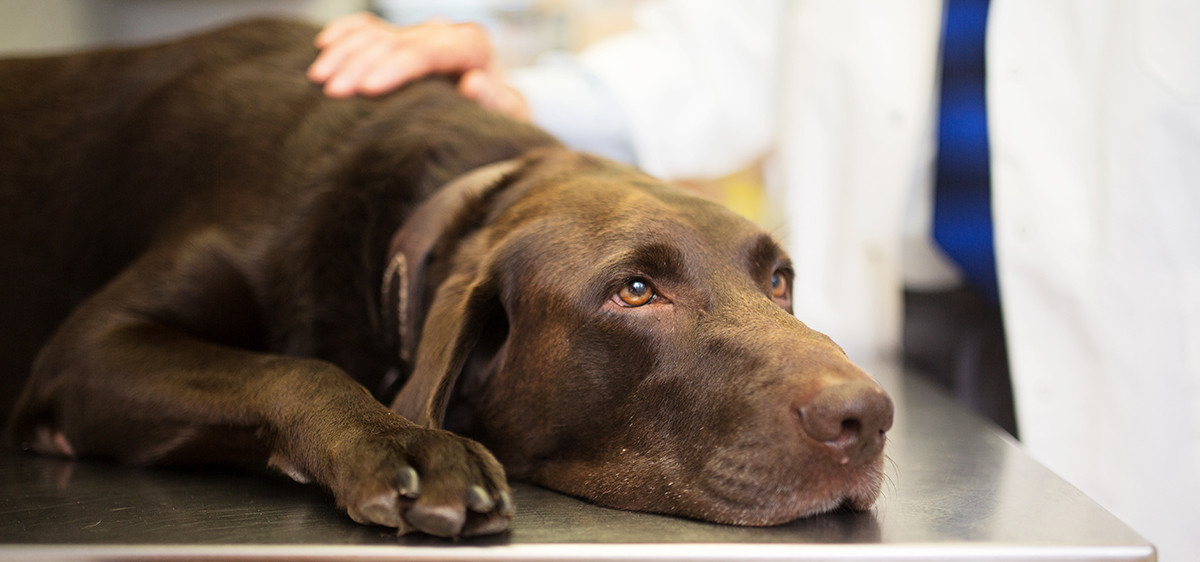 chien douleur