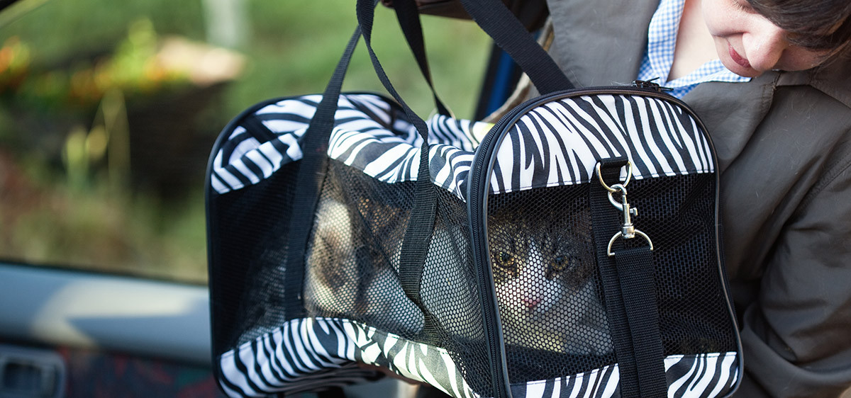 Transport d'un animal domestique en voiture : comment voyager en sécurité ?