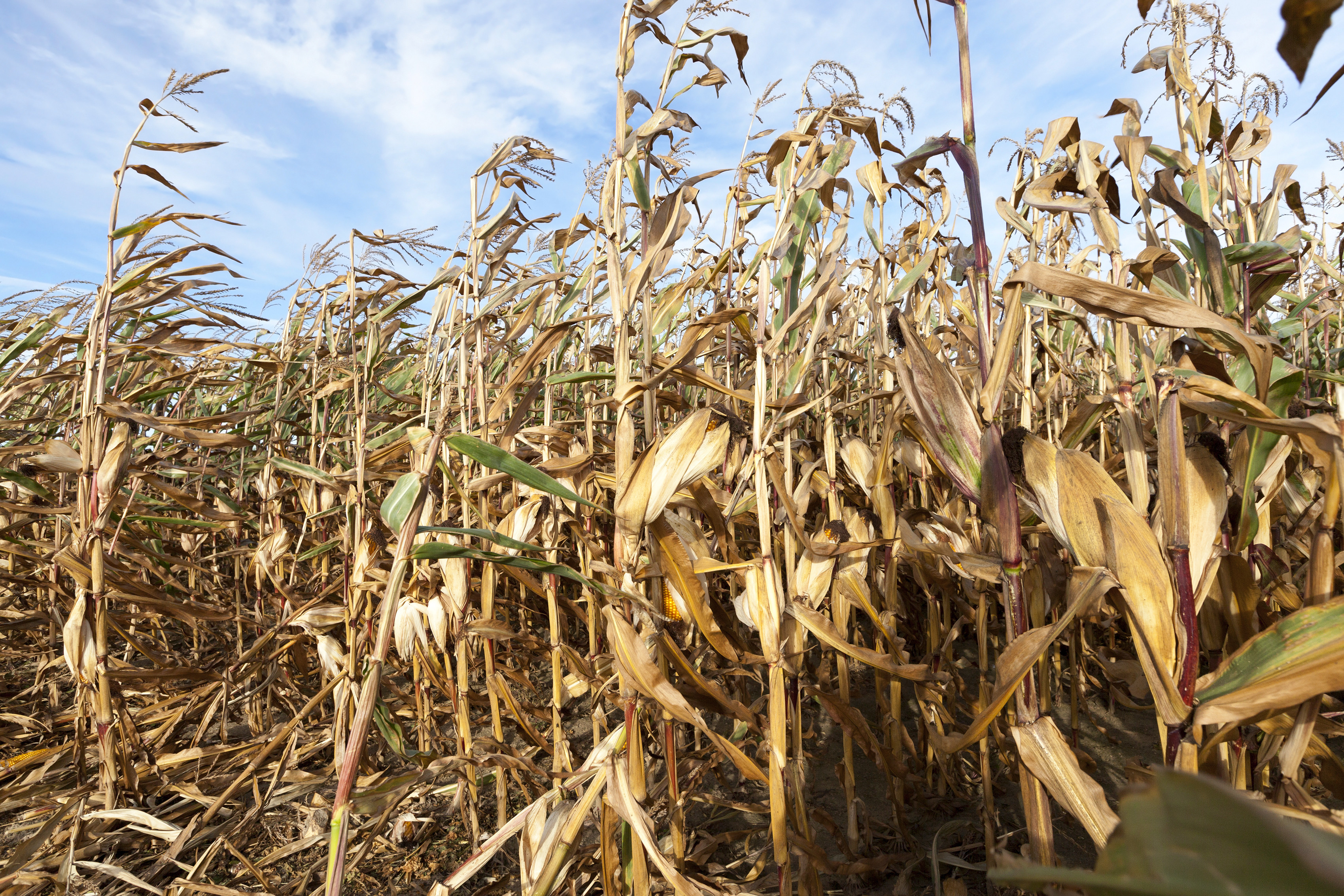 « Les sécheresses agricoles vont se multiplier » Juliette Blanchet