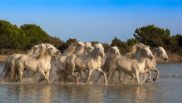 Chevaux camargais courant dans l'eau